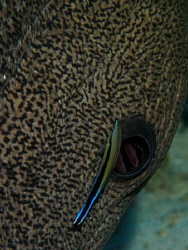 Beauty spa for Giant Morays. This cleaner wrasse was bein... by James Dawson 